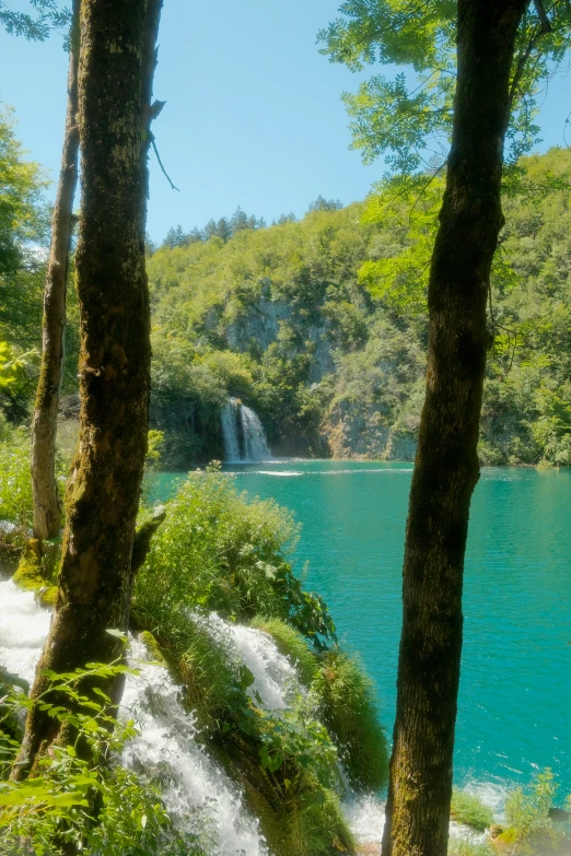 a body of water with trees on either side