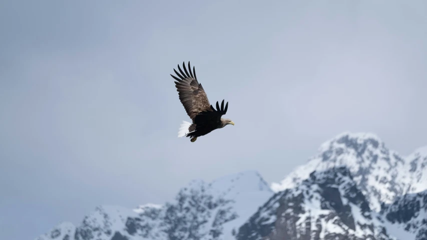 a bird that is flying in the sky