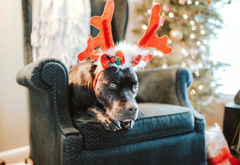 a large dog laying on top of a chair wearing a reindeer ear band