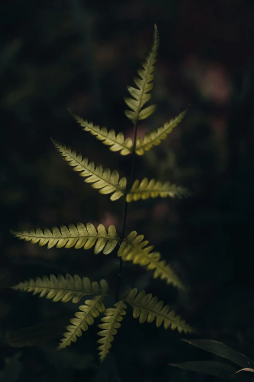 an image of a fern that is glowing in the dark