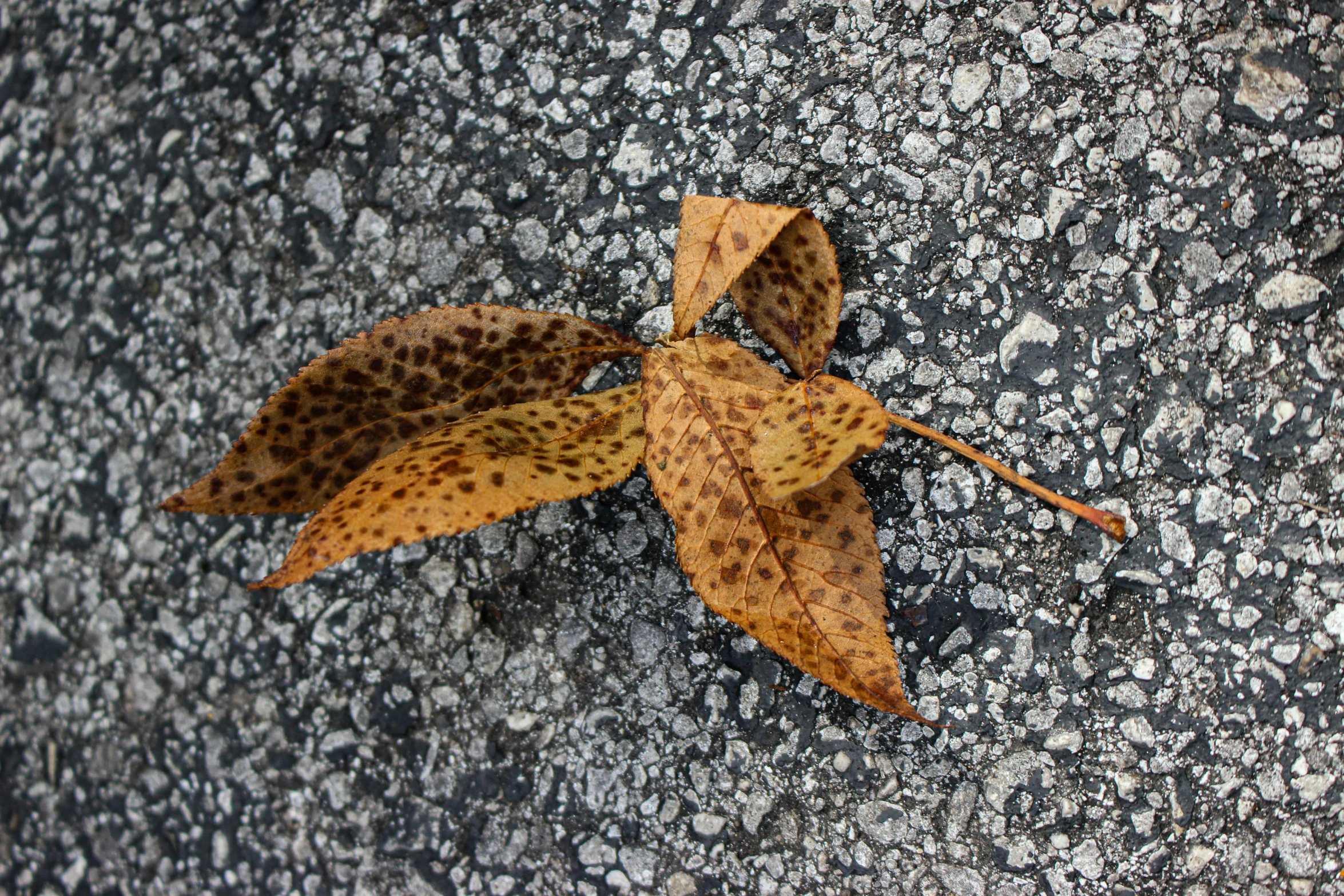 two brown leaves with holes and spots on them