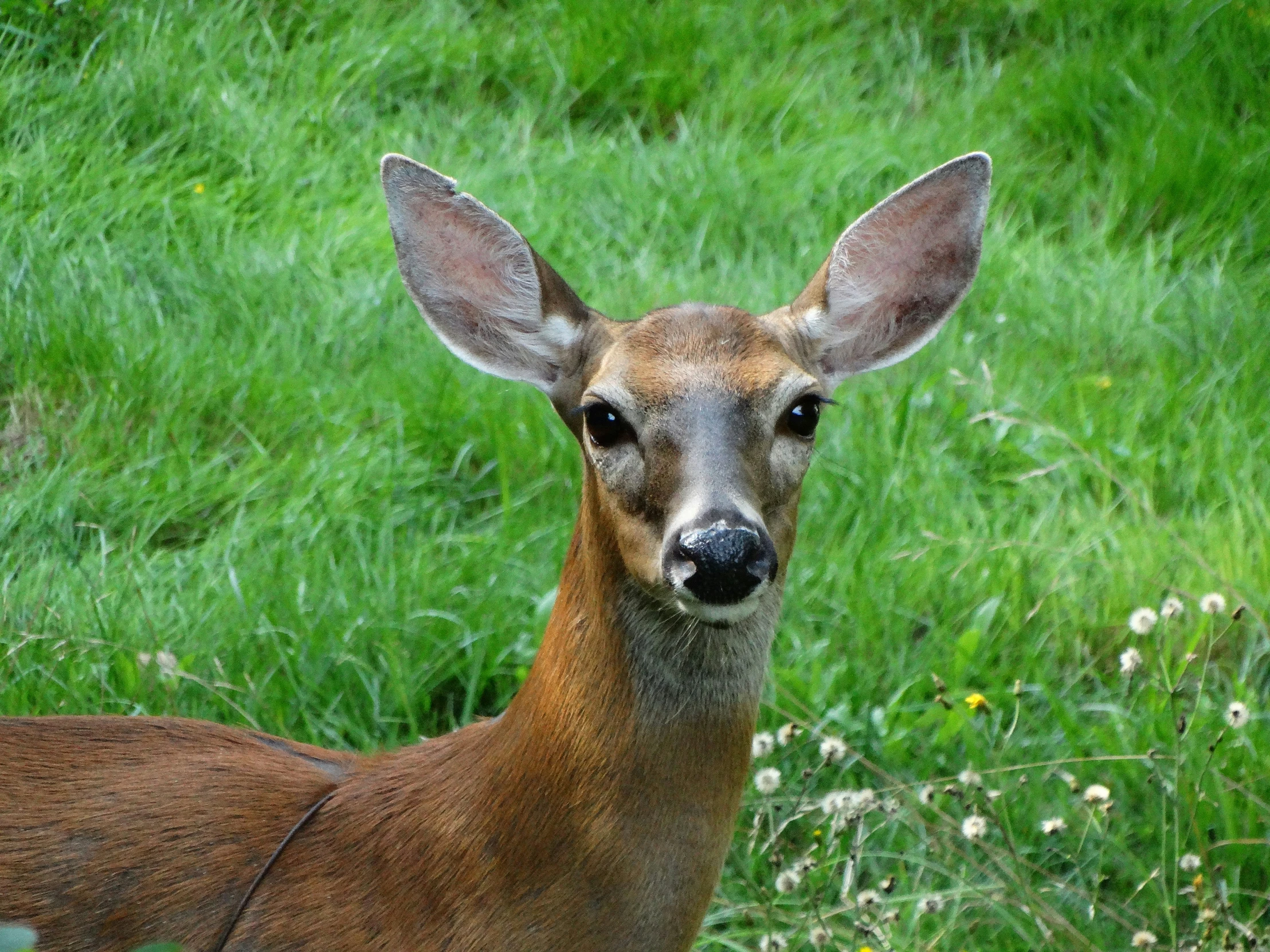 a deer with horns standing in grass