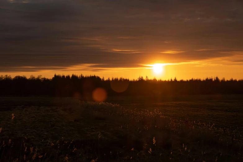 a grassy field covered in trees next to the sun