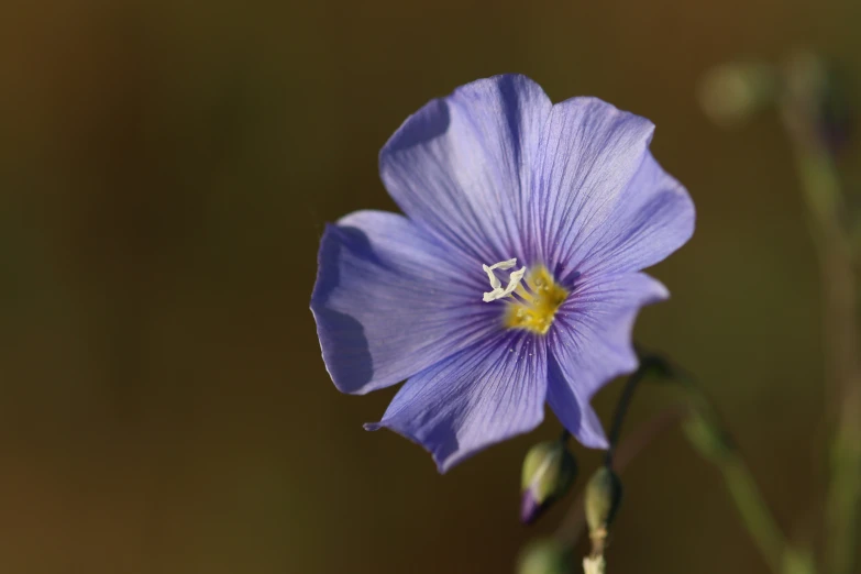 the small purple flower is open to reveal many information