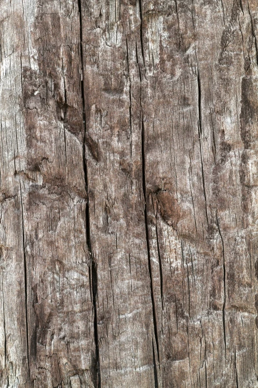 the bark of a wood tree shows many small holes and has little wear