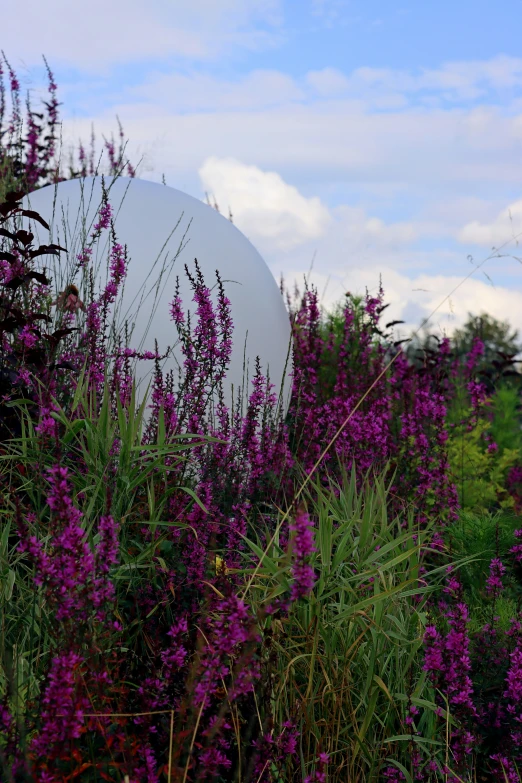 there are large flowers around a white object in the bushes