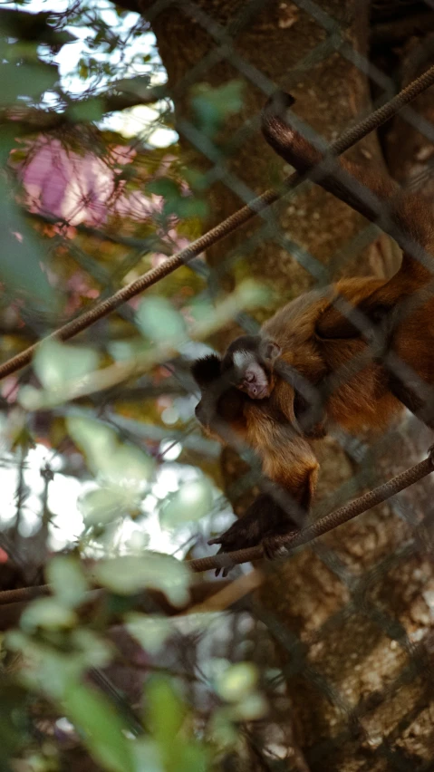 a monkey lying in the trees outside a fence