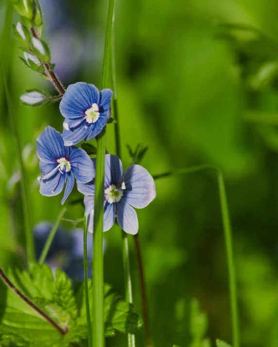 three blue wildflowers standing up close together