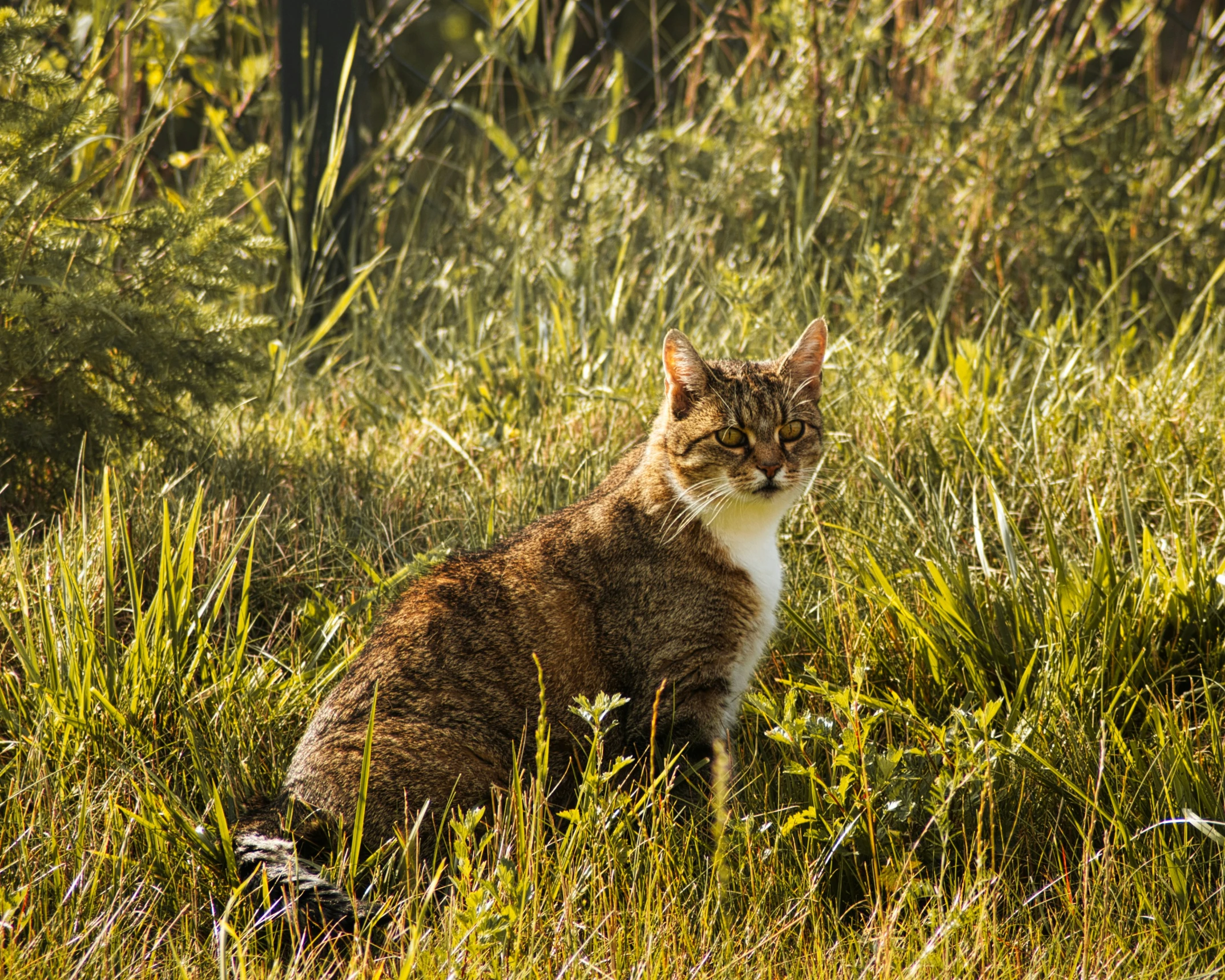 a brown and white cat sitting in a grassy field