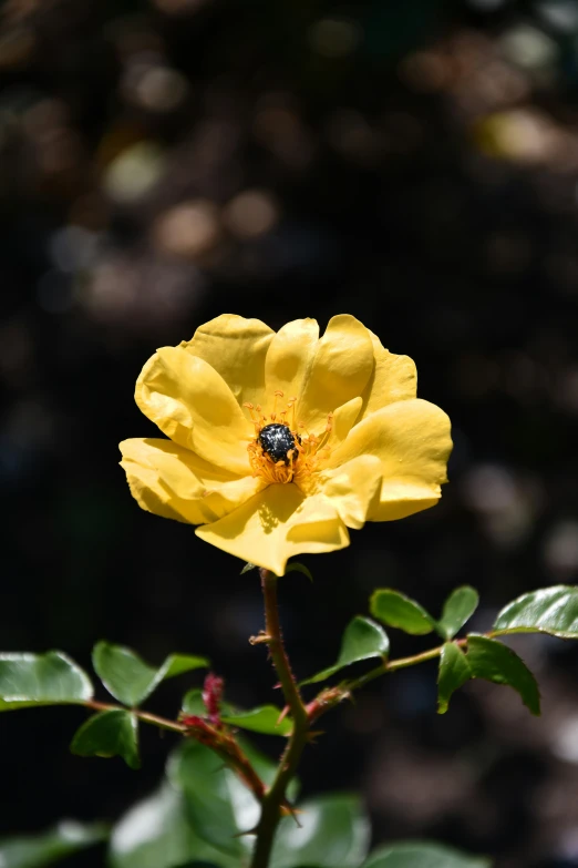 a bee sits on the center of a yellow flower