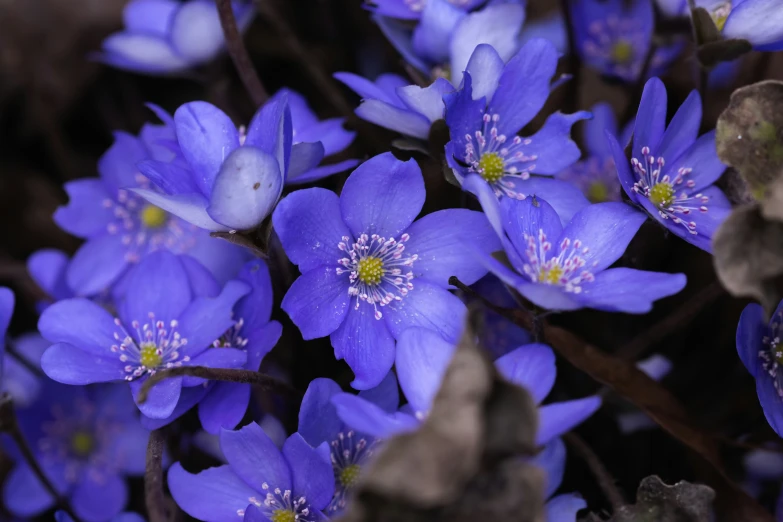 a bunch of blue flowers with some green leaves