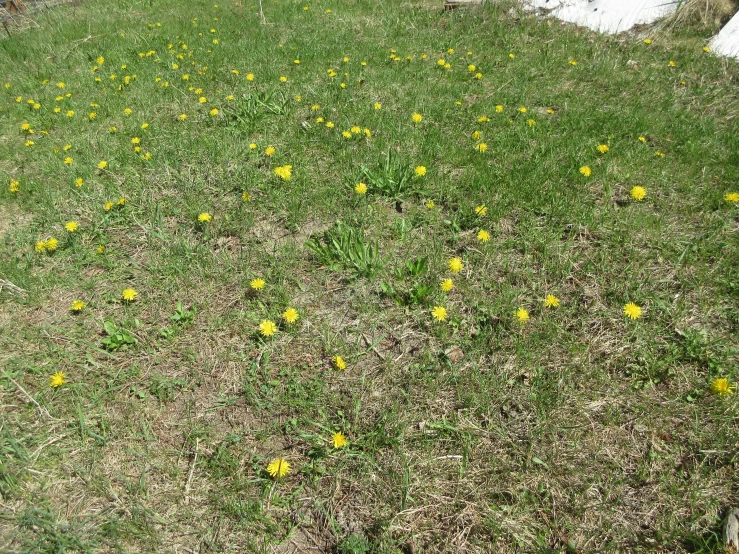 this lawn has yellow flowers growing on it