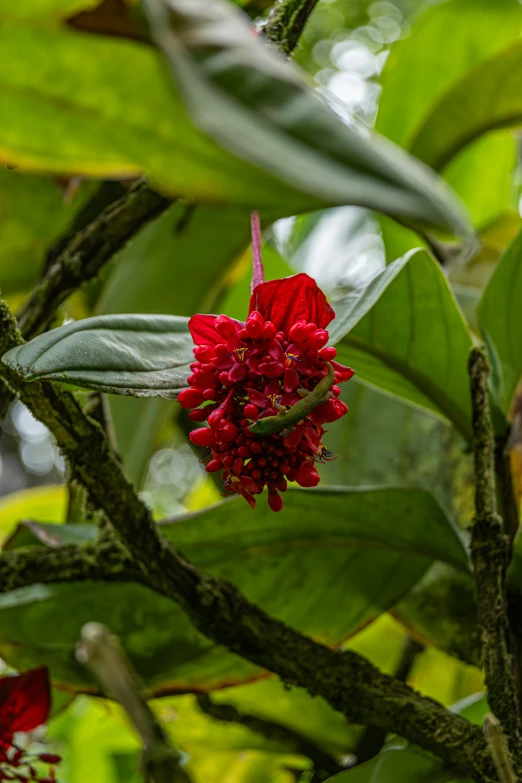 the bright red flowers of the flowering tree