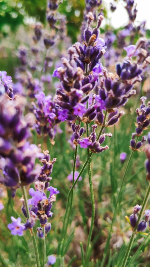 lavender flowers in a field with other blooming plants