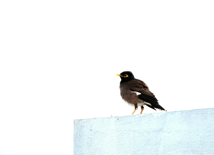 a bird sits atop the ledge of a building