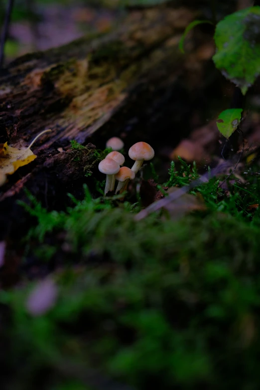 a group of mushrooms growing in the woods