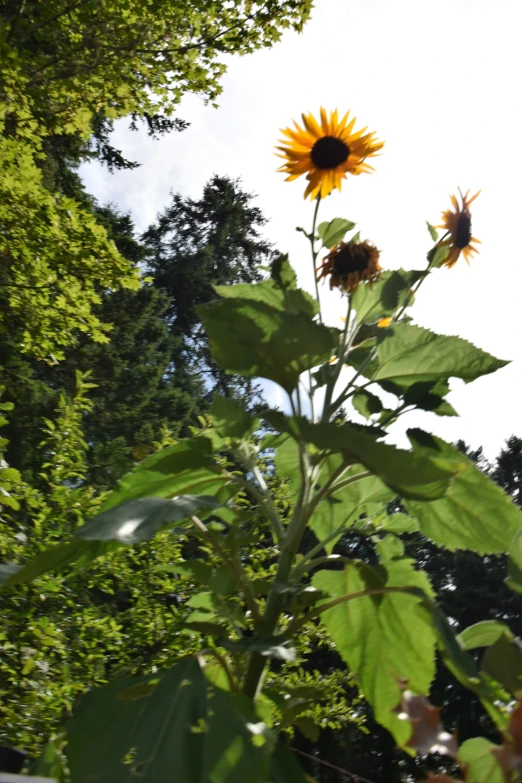 the sunflower is blooming in the woods