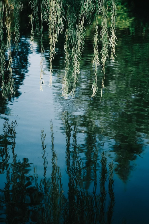 a green tree overhanging water with trees reflecting on the surface