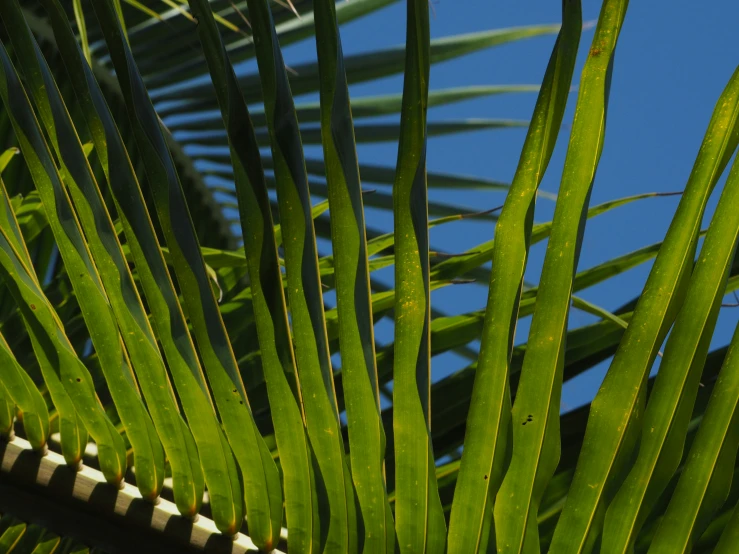 green leaves on tree are seen against a blue sky