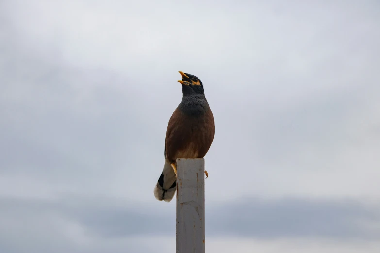 the bird is perched on top of a post looking up