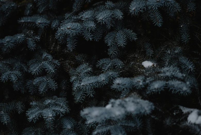 a pine tree is in the foreground and behind it is a snow covered ground