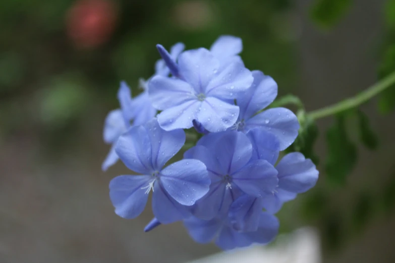 blue flowers with large leaves around them