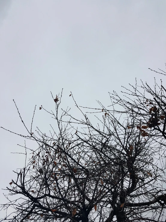 birds sit in the nches of a bare tree
