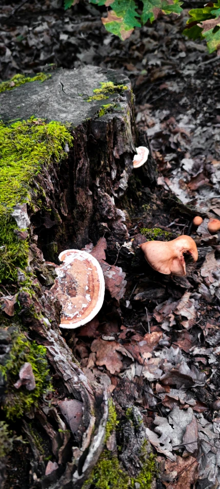 mushrooms in an enclosure, one of them lying on the ground