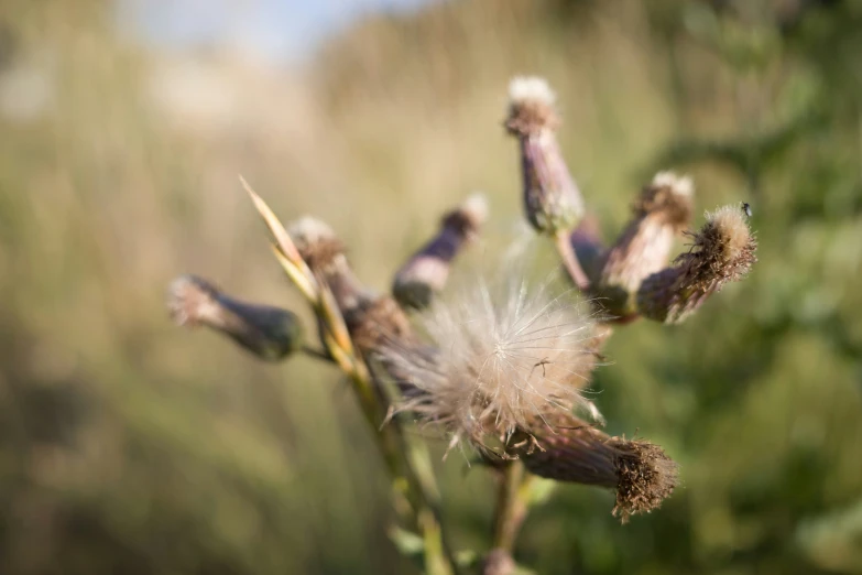 a wild flower with a blurred background