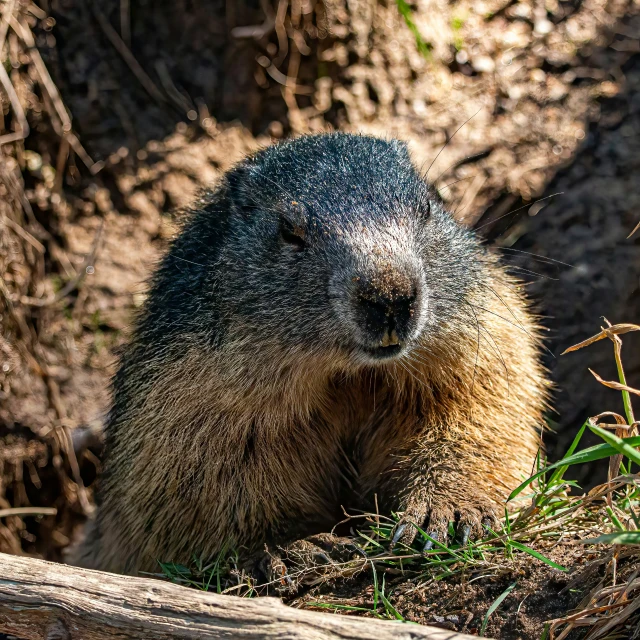 a close up of a groundhog near a wooden fence