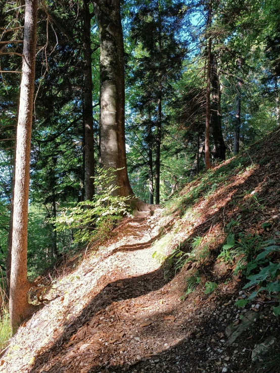 a trail leading through the woods on top of a hill