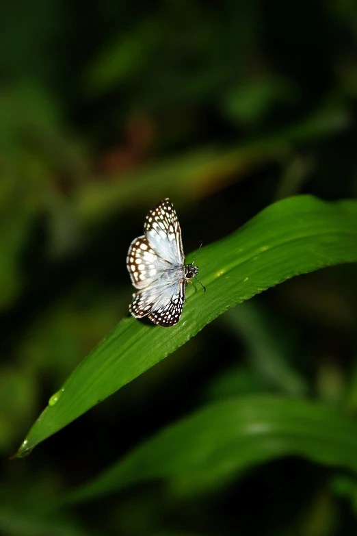 a blue erfly is perched on top of a plant