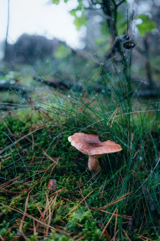 small orange mushroom sitting in the grass