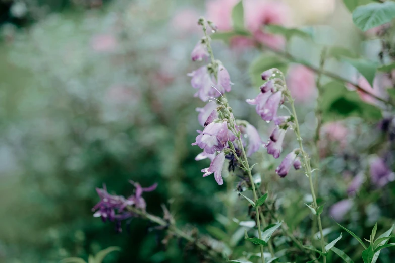 purple flowers that are in the wild and in the woods