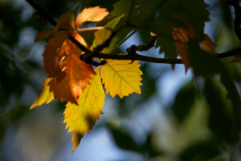 a tree nch has some green and yellow leaves