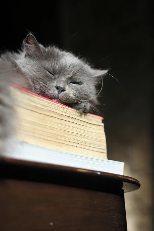 small gray cat sleeping with its head resting on a book