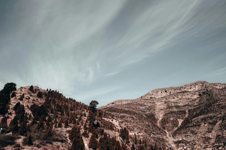 a scenic landscape s with bare tree lines in the foreground