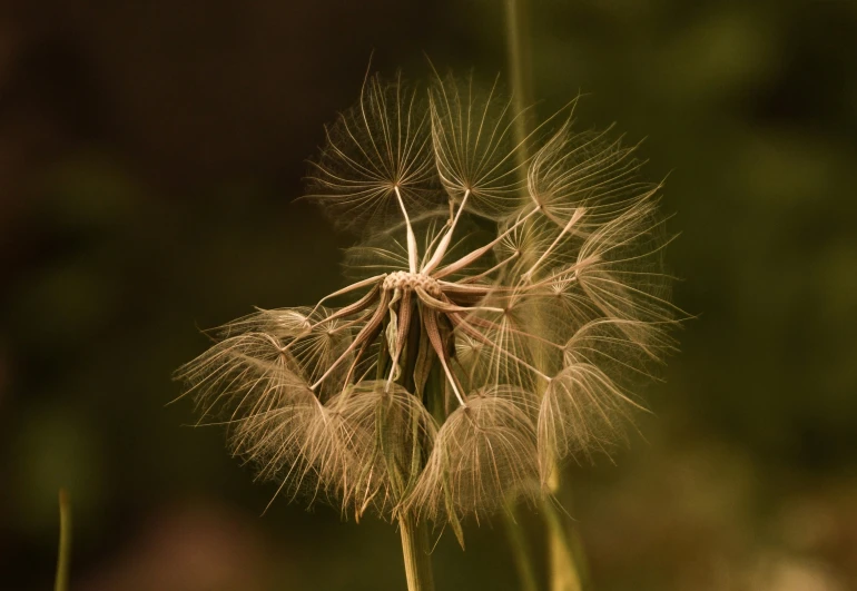 a close up s of a dandelion in the sunlight