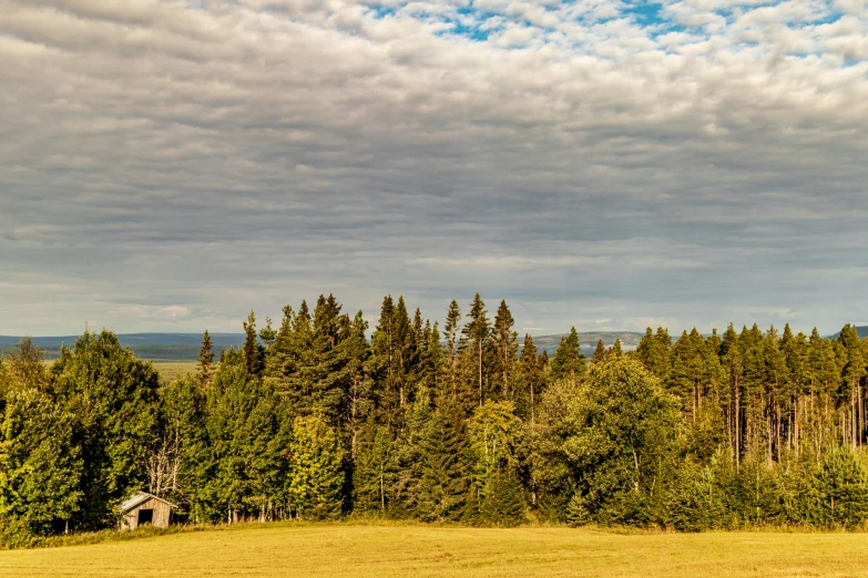 trees stand next to a grassy area with houses in the distance