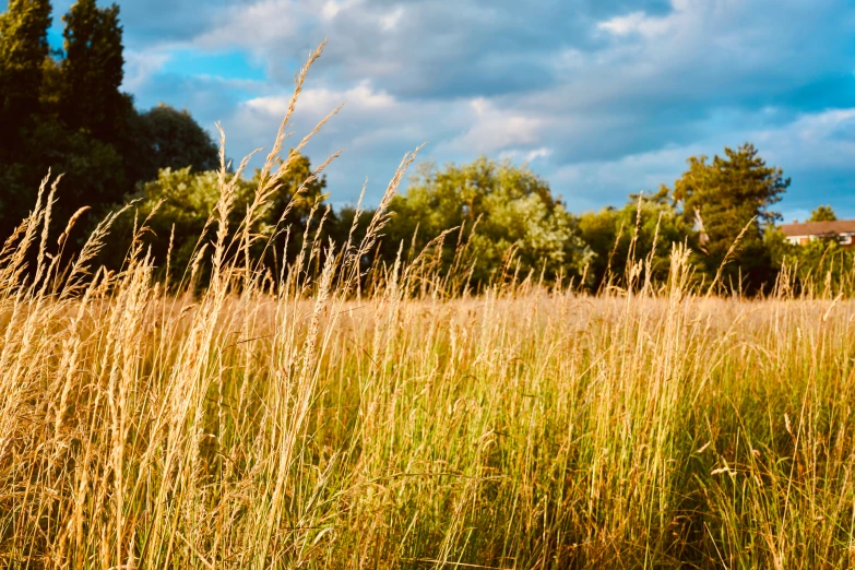 a field with grass and trees around