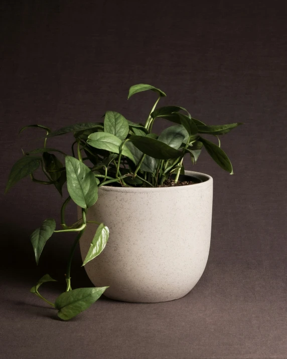 a white pot filled with green leaves and plants