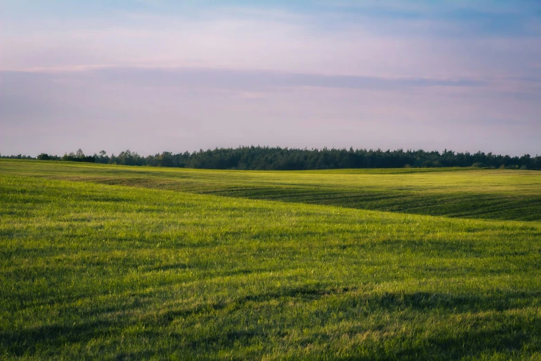 a vast, green field of grass with a forest in the distance