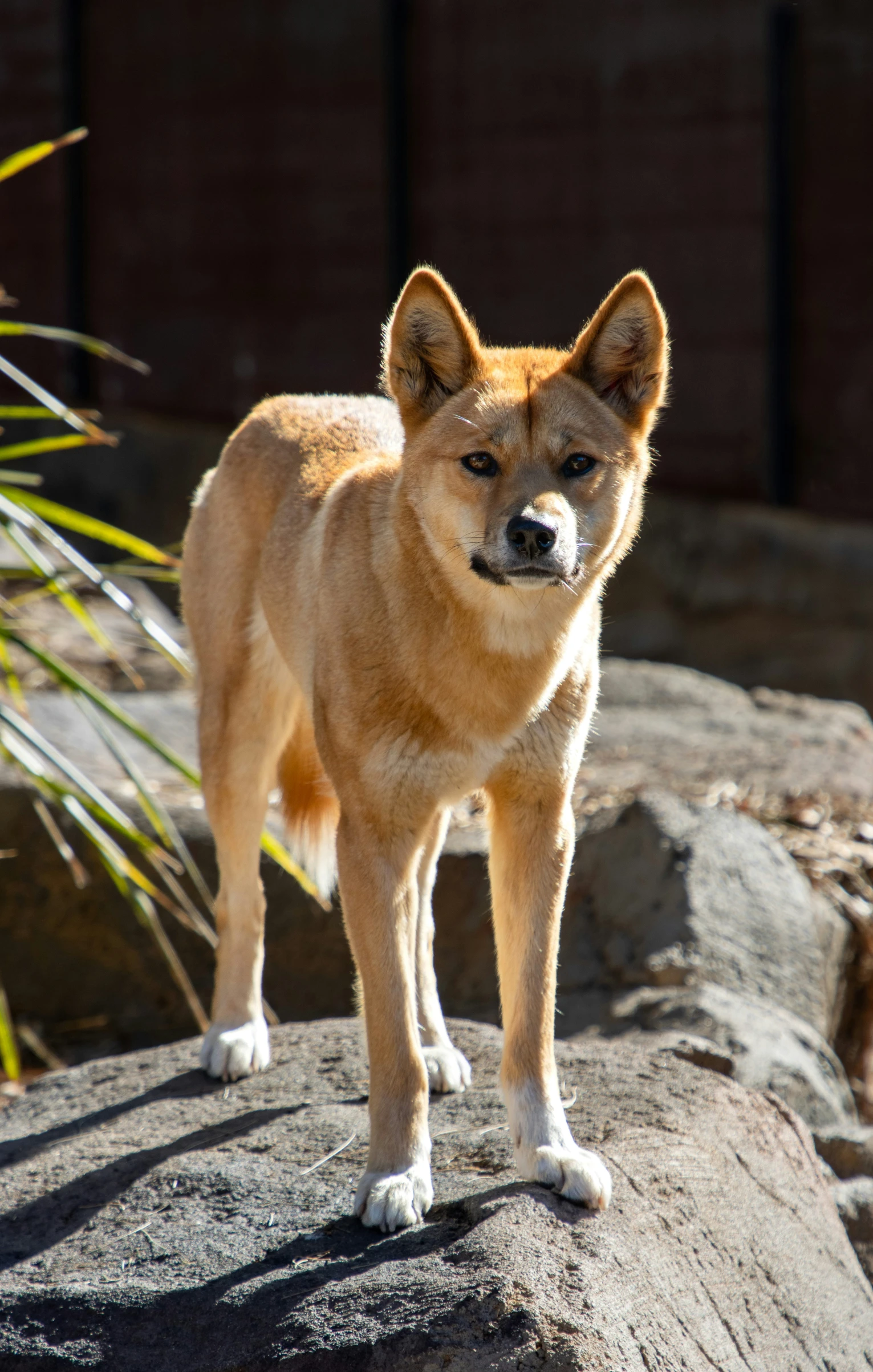 a tan colored dog stands on a large rock