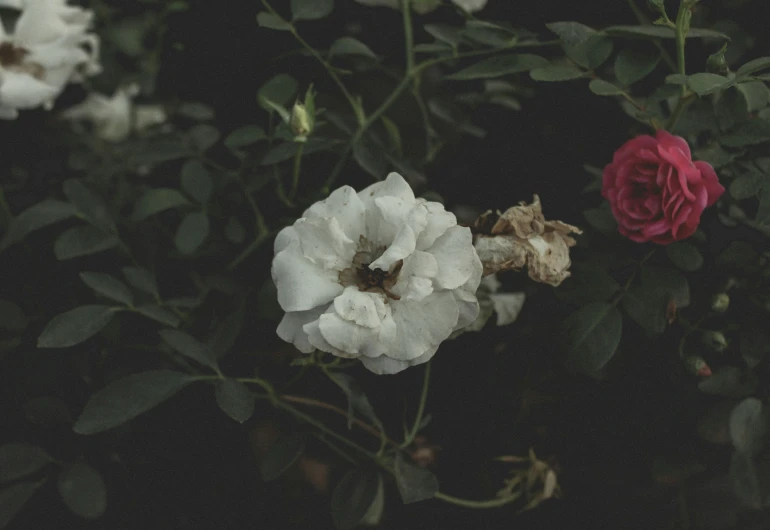 a couple of flowers on some plants near one another