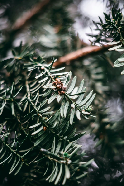 close up of small, green needles and tiny berries