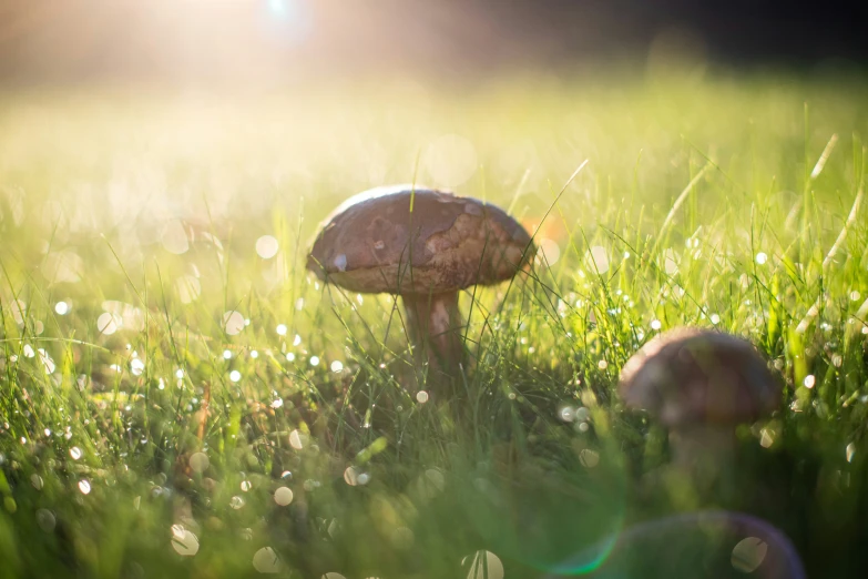 a mushroom in some grass under the sun