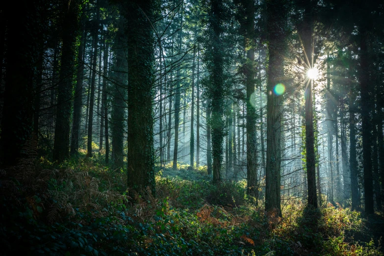 sun beams in the dark forest covered in leaves