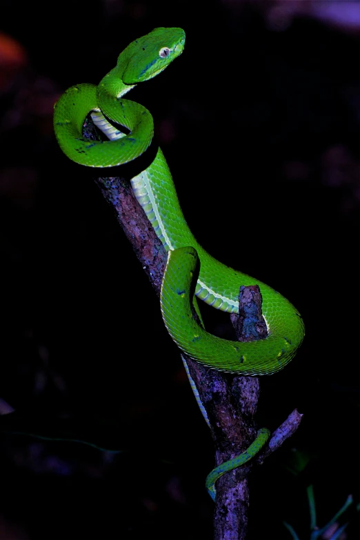 two green snakes are sitting on a nch in the night