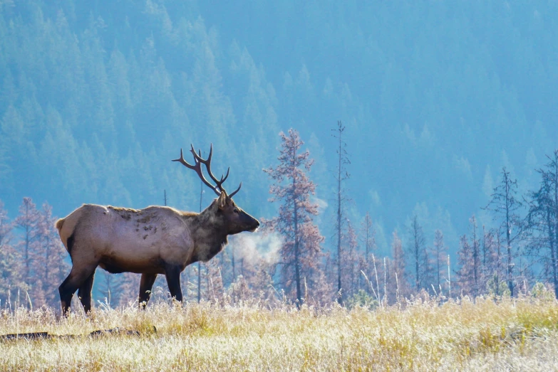 a bull standing in an open field with trees and grass