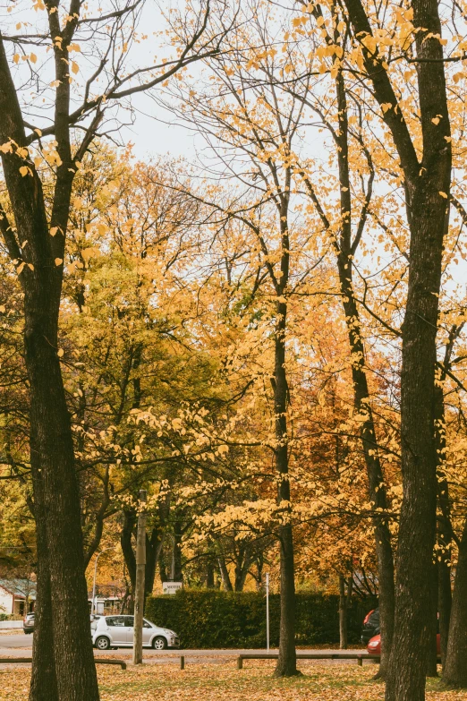 a street light in front of trees with autumn foliage